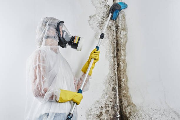 Sidney, MT Mold Removal Company