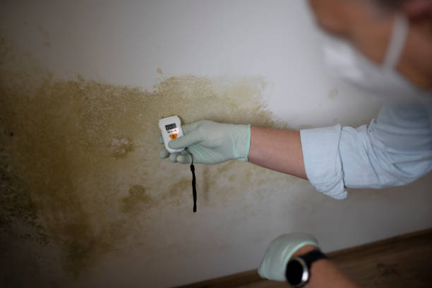 Attic Mold Removal in Sidney, MT