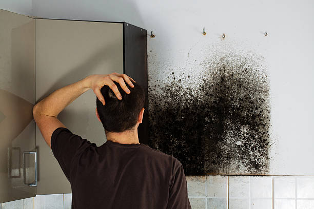 Best Certified Mold Removal  in Sidney, MT